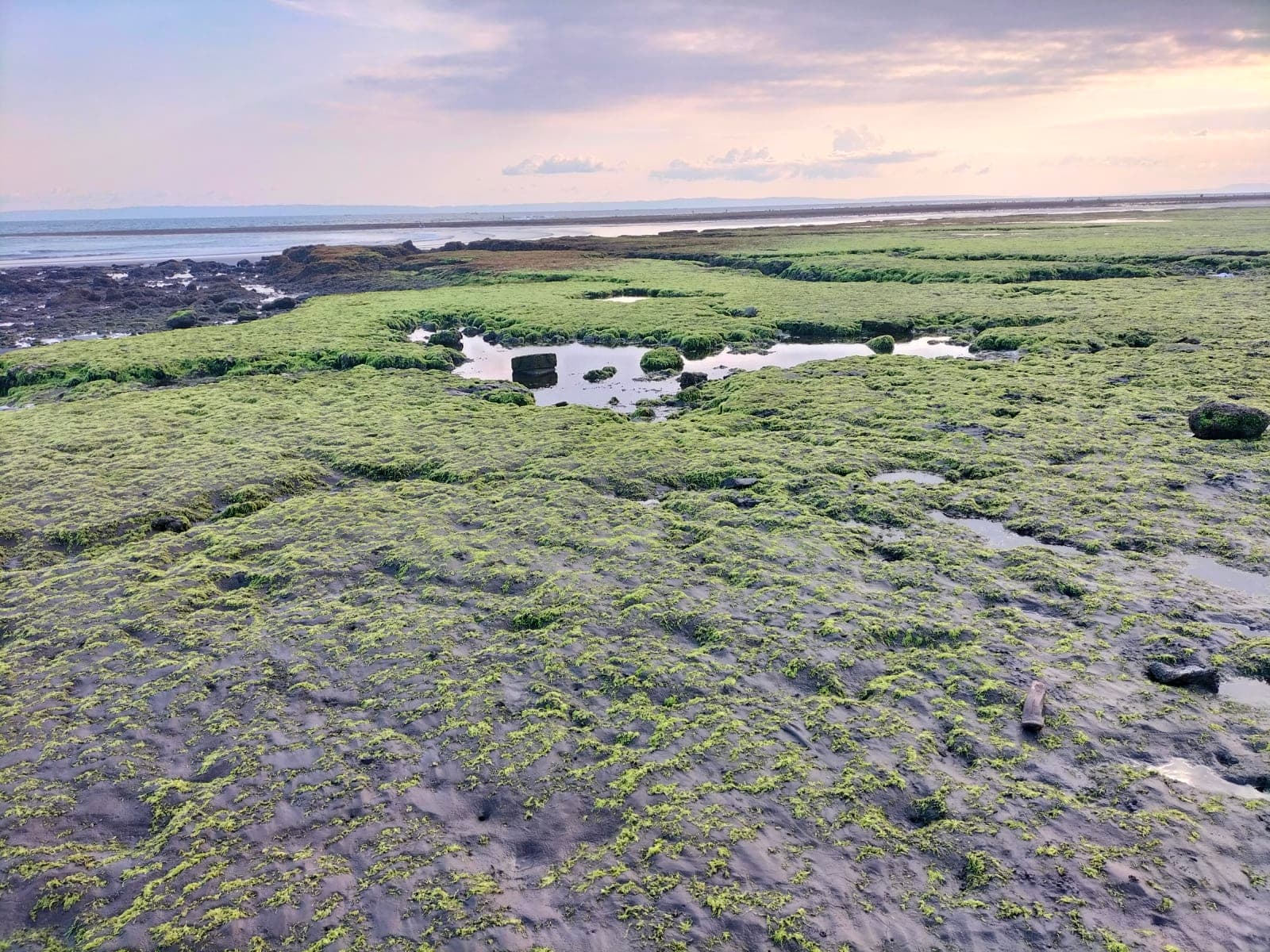 sea moss photos