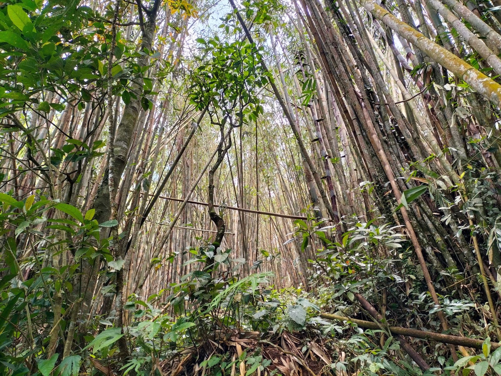 bamboos photos